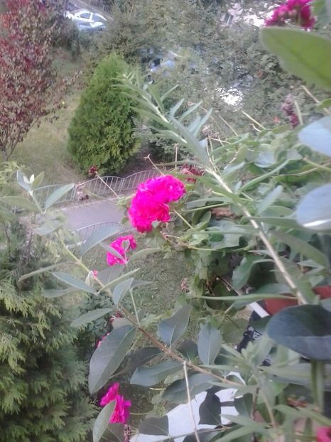 2016-07-29 18.52.26 - Flori 2016