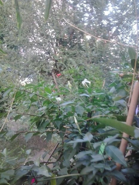 2016-07-29 18.52.35 - Flori 2016