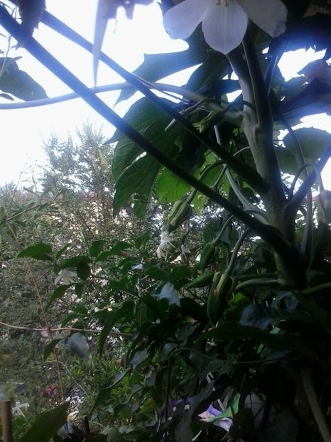 2016-07-29 18.52.53 - Flori 2016