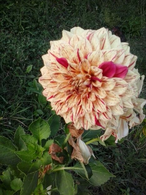 2016-07-31 19.30.18 - Flori 2016