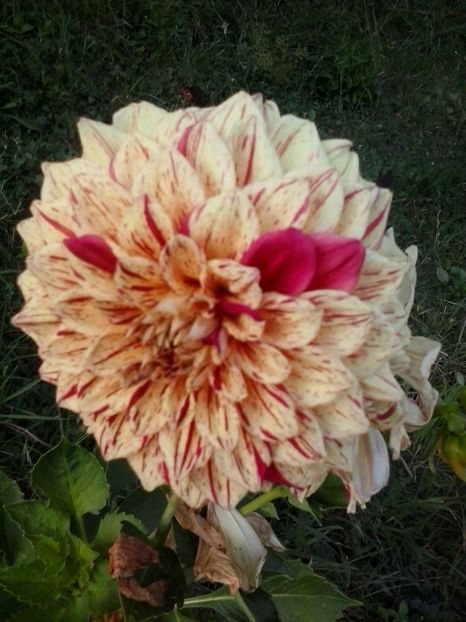 2016-07-31 19.30.29 - Flori 2016