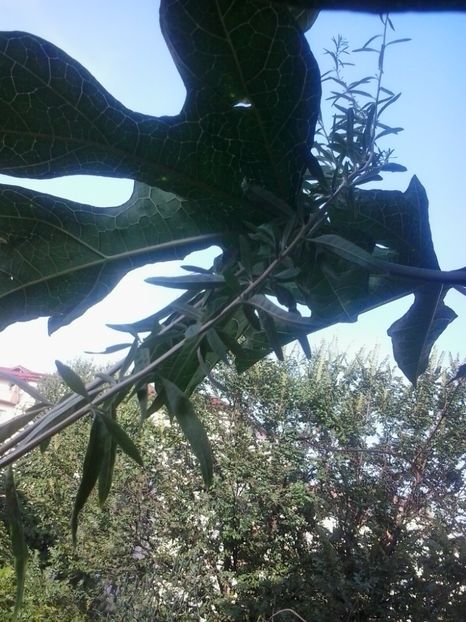 2016-08-08 18.09.34 - Flori 2016