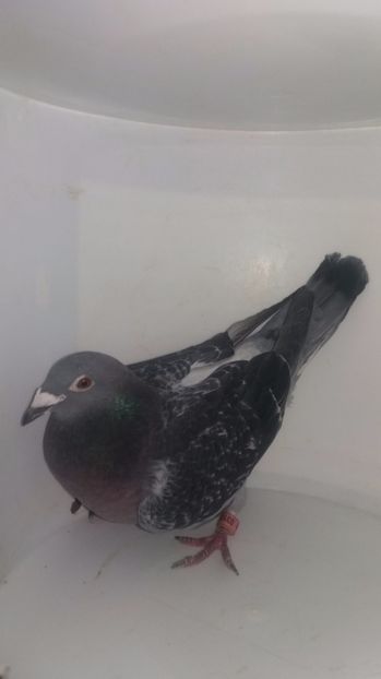 F 2013 vanduta - De! voiajori vanduti