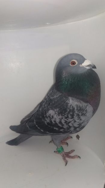 M 2011 vandut - De! voiajori vanduti