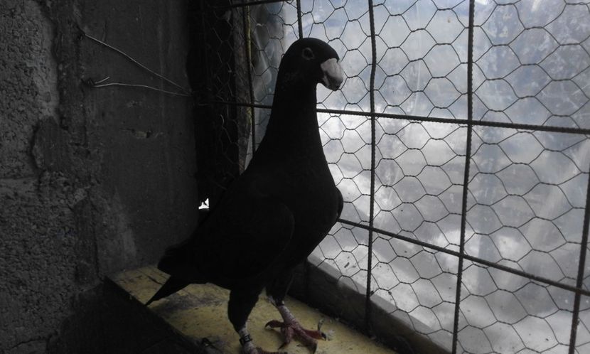  - Porumbei de vanzare