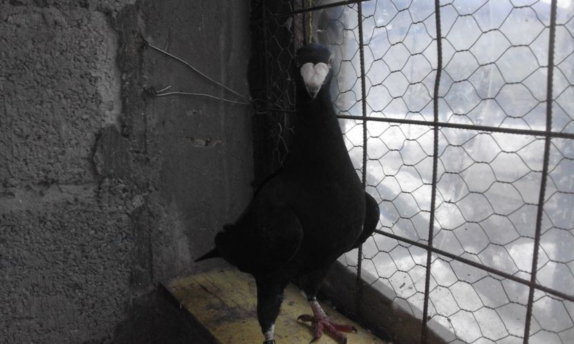  - Porumbei de vanzare