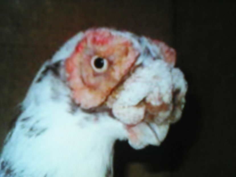  - B E R B E R I  ---    BARBS  PIGEONS