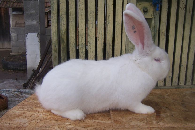 mama prod proprie - urias german cul alba