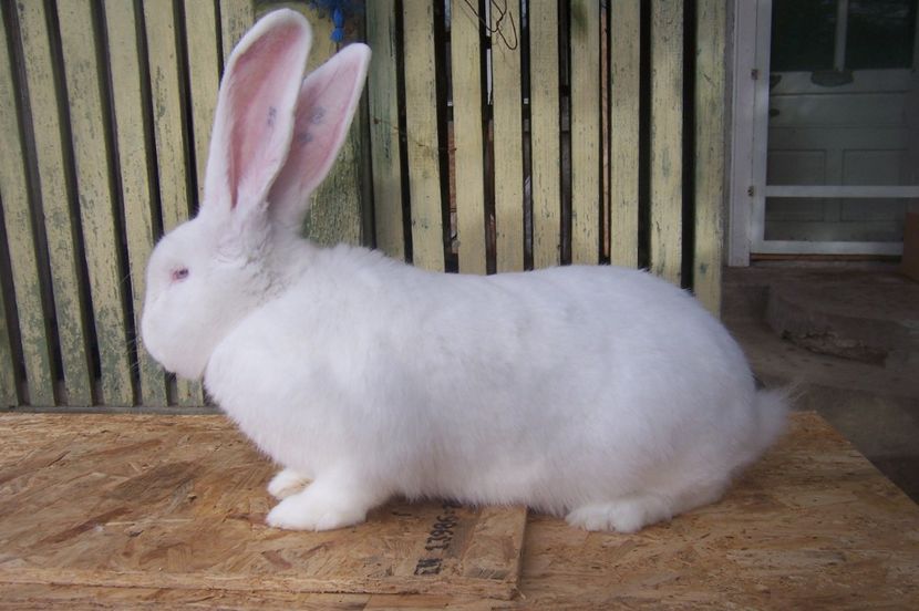 mama mom 8,6kg - urias german cul alba