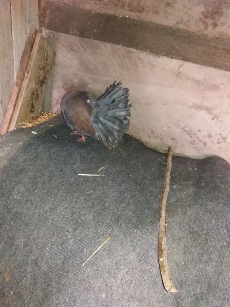 Mascul2016 - Voltati