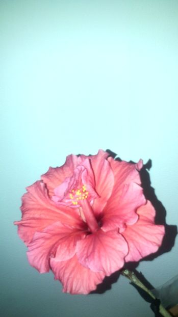 06.02.017 - HIBISCUS-2017