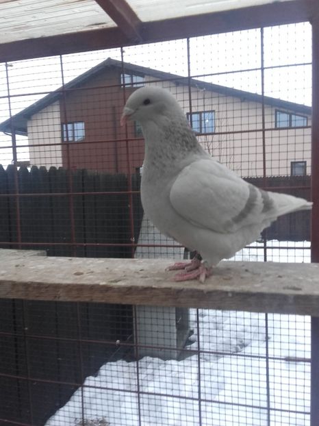  - FEMELE  PENTRU  2017