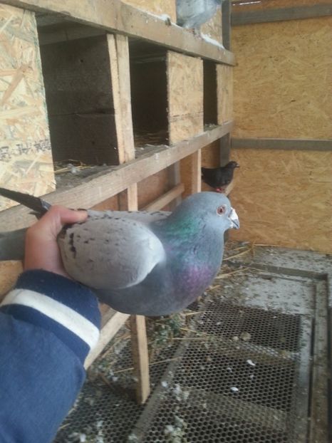 :........ - Porumbelul meu voiajor