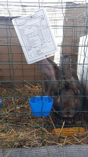  - masculul nr 3 campion la Sibiu 2017