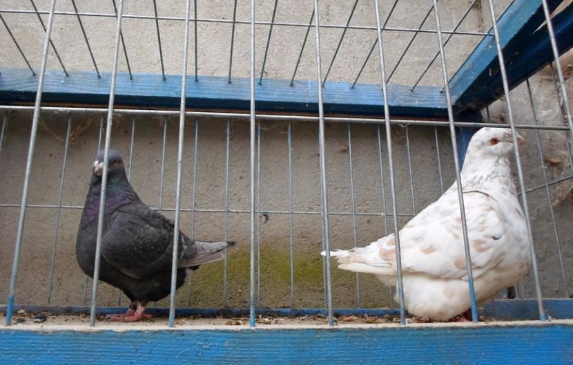  - Voiajori Americani 2017