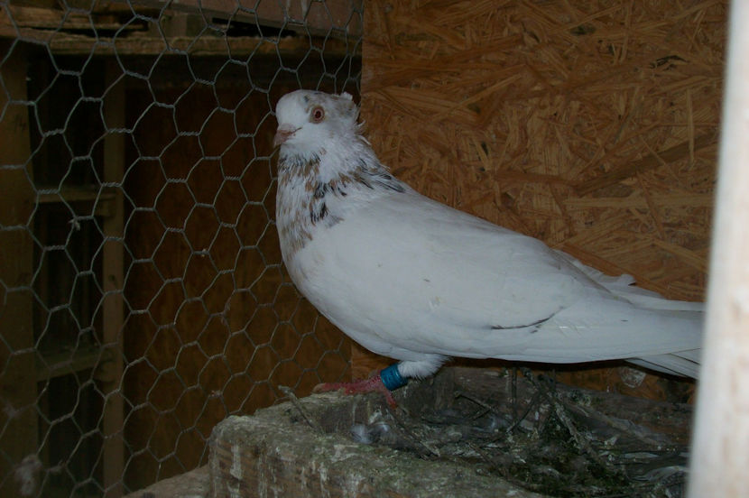  - Z ARHIVA JUCATORI DE TIMISOARA