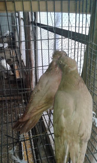  - 07 Jucatori de Botosani 2019