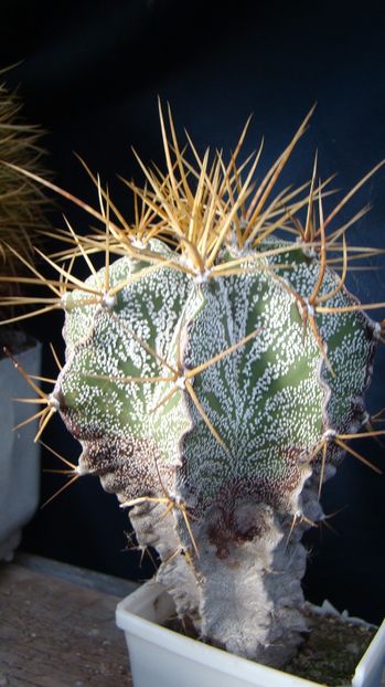 Astrophytum ornatum - Astrophytum