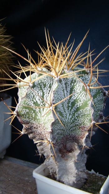 Astrophytum ornatum - Astrophytum