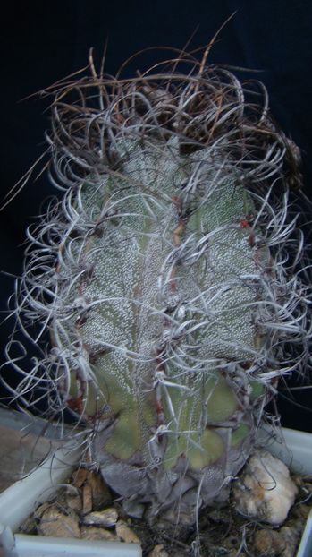 Astrophytum capricorne - Astrophytum