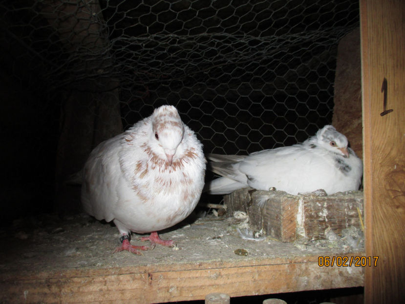  - Z ARHIVA JUCATORI DE TIMISOARA