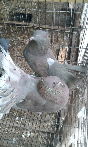  - 15 Voltati indieni 2017-2019