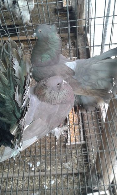  - 15 Voltati indieni 2017-2019