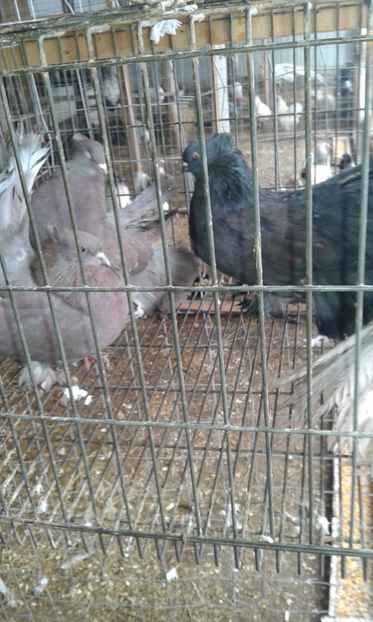  - 15 Voltati indieni 2017-2019