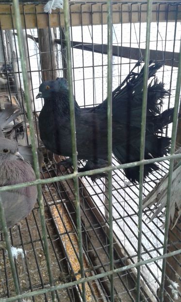  - 15 Voltati indieni 2017-2019