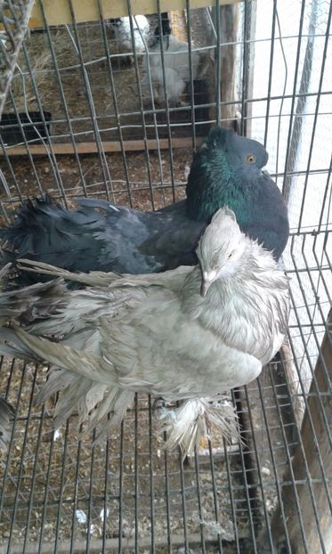  - 15 Voltati indieni 2017-2019