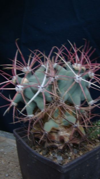 covillei ( emoryi ) - Ferocactus