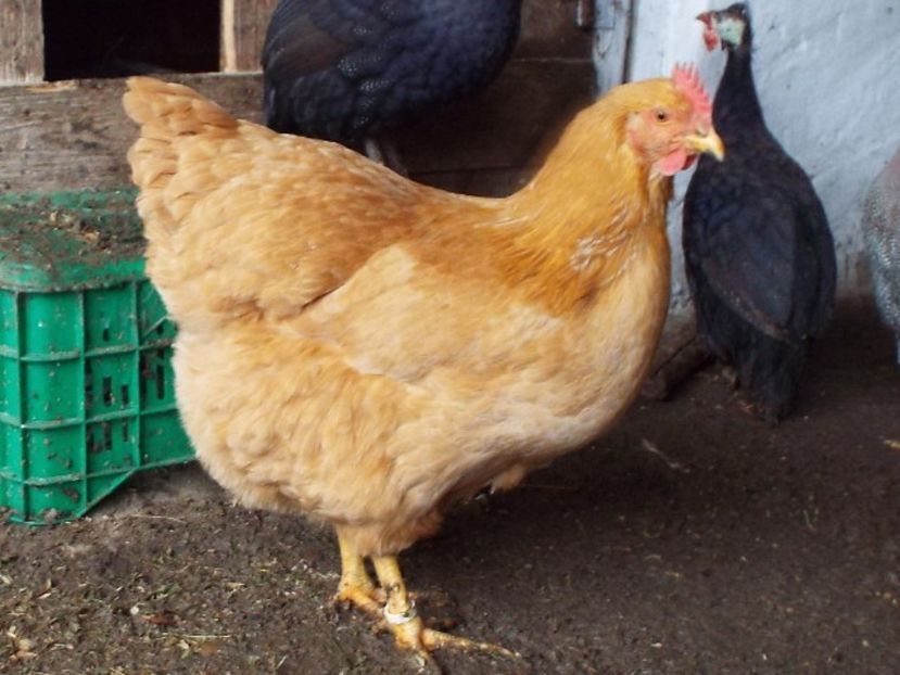  - 3 Plymouth rock buff 2014-2022 arhiva