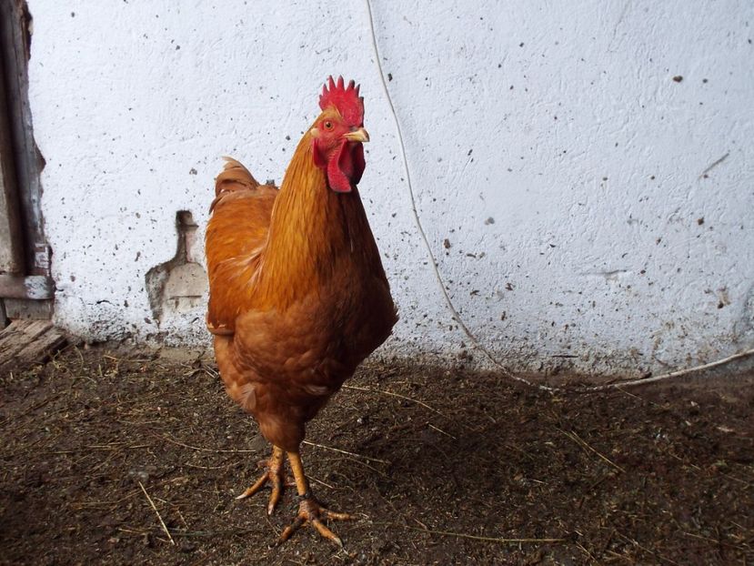  - 3 Plymouth rock buff 2014-2022 arhiva