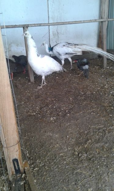  - P--Paunii Silver Pied