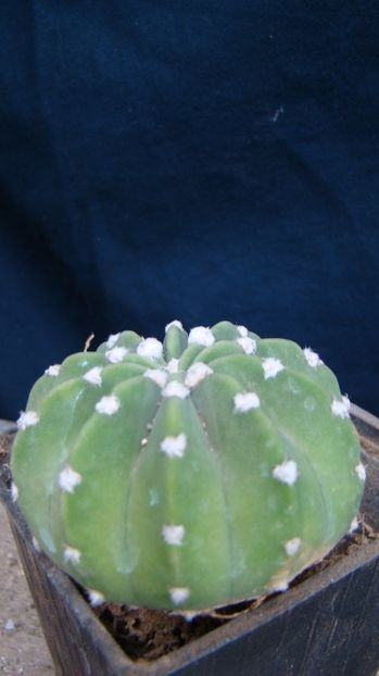 Echinopsis subdenudata - Echinopsis