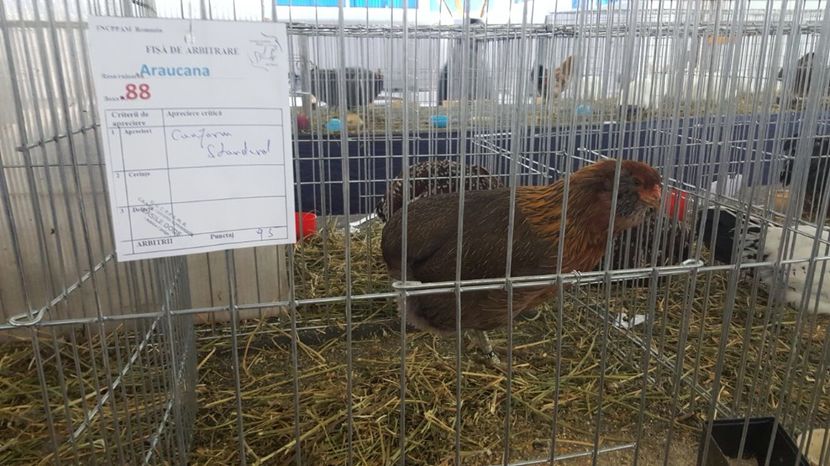 image - EXPOZITII SI REZULTATE