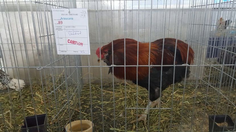 image - EXPOZITII SI REZULTATE