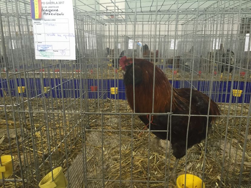 image - EXPOZITII SI REZULTATE