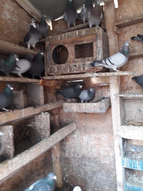  - Porumbei voiajori 2017