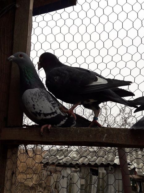  - Porumbei voiajori 2017