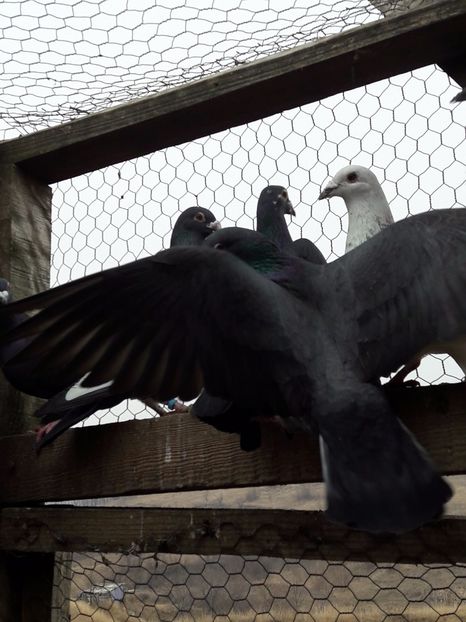  - Porumbei voiajori 2017