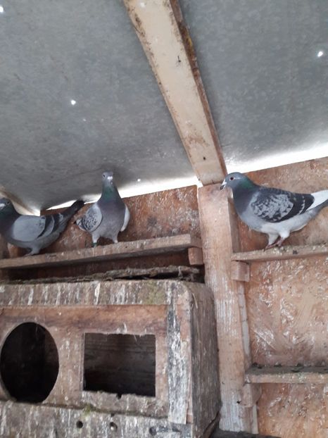  - Porumbei voiajori 2017