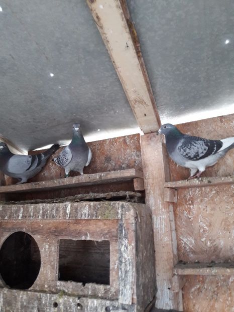  - Porumbei voiajori 2017