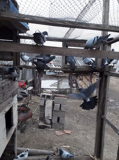  - Porumbei voiajori 2017