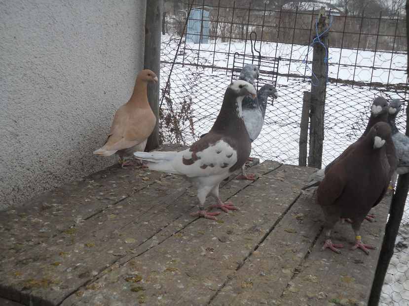  - Porumbei Germani de Frumusete