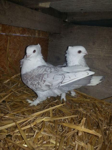 Misirlii-pereche - Misirlii