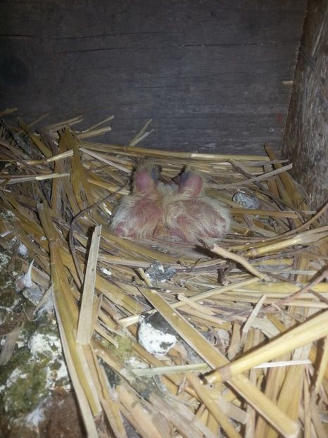 Din pacate nu au trait mai mult de 5 zile si au murit :( - Pui-voiajori