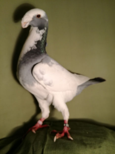 masc. 2016[ro] - De vanzare Februarie 2017