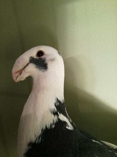  - De vanzare Februarie 2017