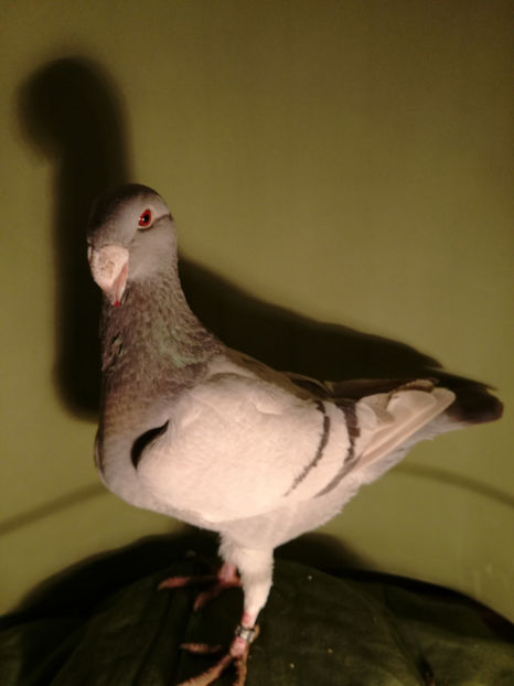  - De vanzare Februarie 2017